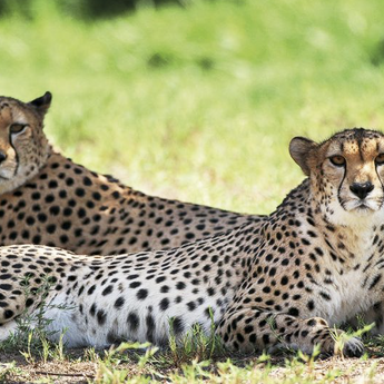 ​Dubai Safari Park uvodi noćne avanture: Nesvakidašnje iskustvo u divljini