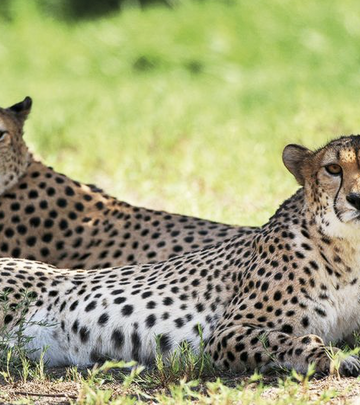 ​Dubai Safari Park uvodi noćne avanture: Nesvakidašnje iskustvo u divljini